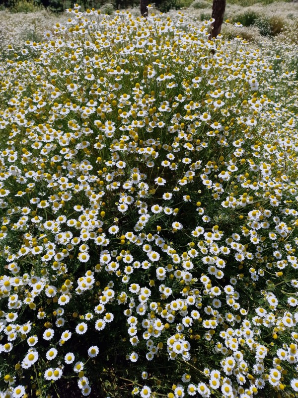 German Chamomile Flowers from Kenya